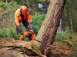 Reliable Hydesville, CA Tree Removal Solutions