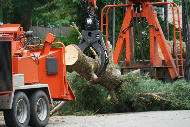 Best Hedge Trimming  in Hydesville, CA